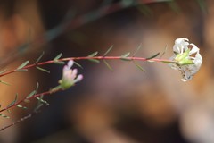 Pimelea angustifolia