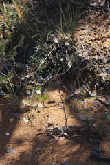 Pimelea angustifolia