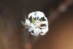 Pimelea angustifolia