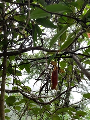 Nepenthes gymnamphora