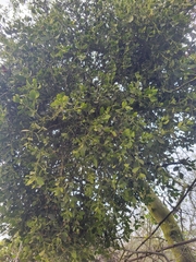 Phoradendron leucarpum tomentosum