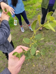 Phoradendron leucarpum tomentosum