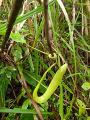 Nepenthes gymnamphora