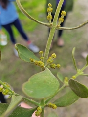 Phoradendron leucarpum tomentosum