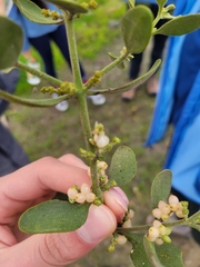 Phoradendron leucarpum tomentosum