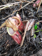 Nepenthes gymnamphora