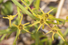 Anthocercis littorea