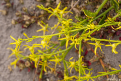 Anthocercis littorea