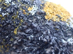 Phaeophyscia hispidula