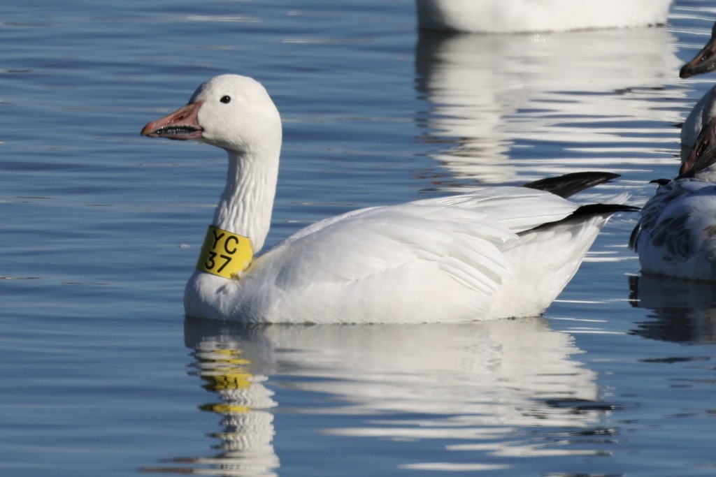 Greater Snow Goose