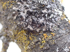 Phaeophyscia hispidula