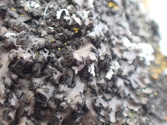 Phaeophyscia hispidula