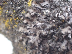 Phaeophyscia hispidula