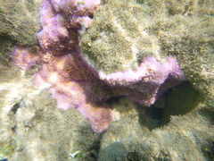 Montipora patula