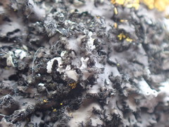 Phaeophyscia hispidula