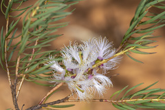 Melaleuca radula