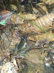 Leptodactylus petersii