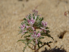 Polemoniaceae