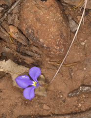 Lobelia heterophylla