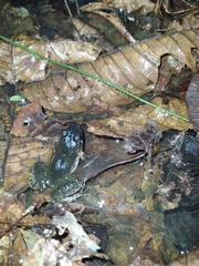 Leptodactylus petersii