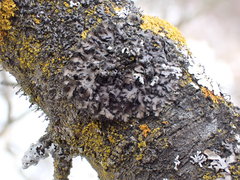 Phaeophyscia hispidula