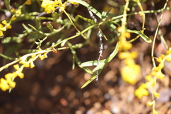 Synaphea petiolaris