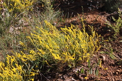Synaphea petiolaris