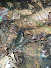 Leptodactylus petersii