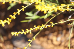 Synaphea petiolaris