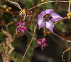 Thomasia triphylla