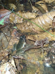 Leptodactylus petersii