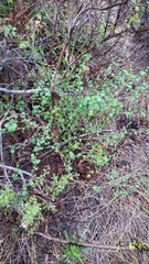 Ribes divaricatum pubiflorum