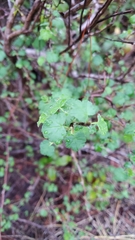 Ribes divaricatum pubiflorum