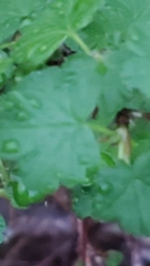 Ribes divaricatum pubiflorum