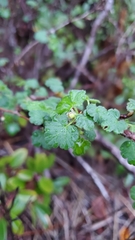Ribes divaricatum pubiflorum