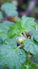 Ribes divaricatum pubiflorum