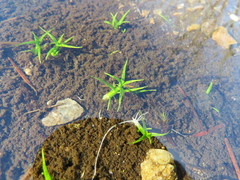 Veronica scutellata