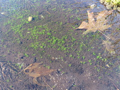 Veronica scutellata