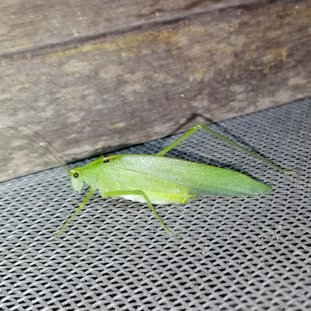 Deragramma