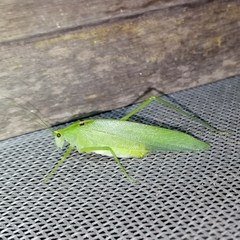 Grammadera steinbachi