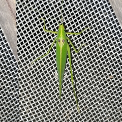 Grammadera steinbachi