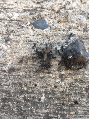 Dorymyrmex antillanus