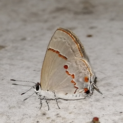 Ministrymon azia