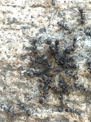 Dorymyrmex antillanus