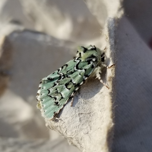 Major Sallow photo 2