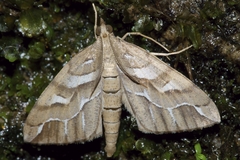 Chalastra aristarcha