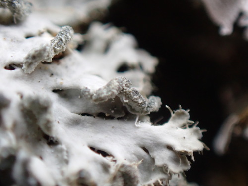 Powdered Fringe Lichen