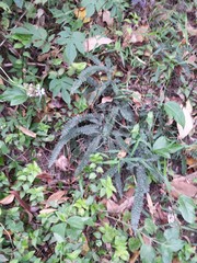 Adiantum hispidulum