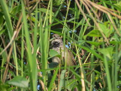 Synallaxis albescens