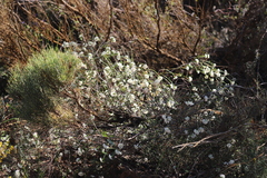 Pimelea angustifolia